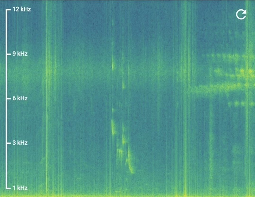 Spectrogram of a field recording, 1kHz to 12kHz
